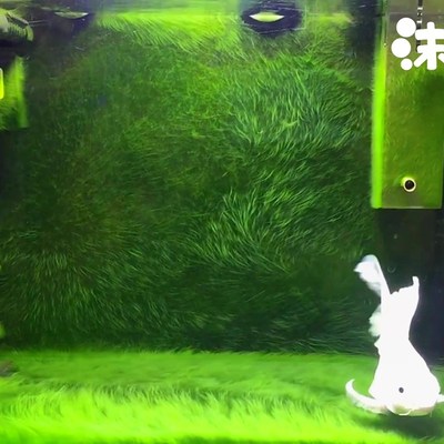长绒藻短绒藻绿藻种水藻鱼缸引种藻种藻源水草造景绿藻球藻石水藻