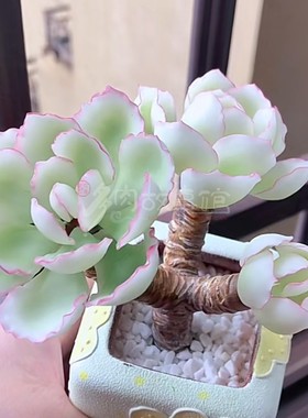 多肉植物 伯克利锦 稀少高端贵货自然锦颜色独特带盆栽美观