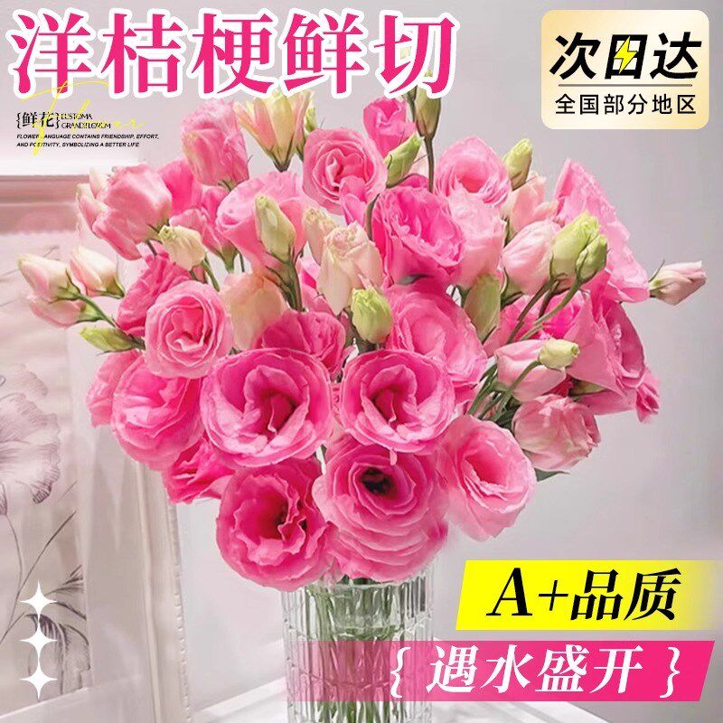 洋桔梗鲜插云南昆明直发家庭水养真混色鲜切小束手捧百搭