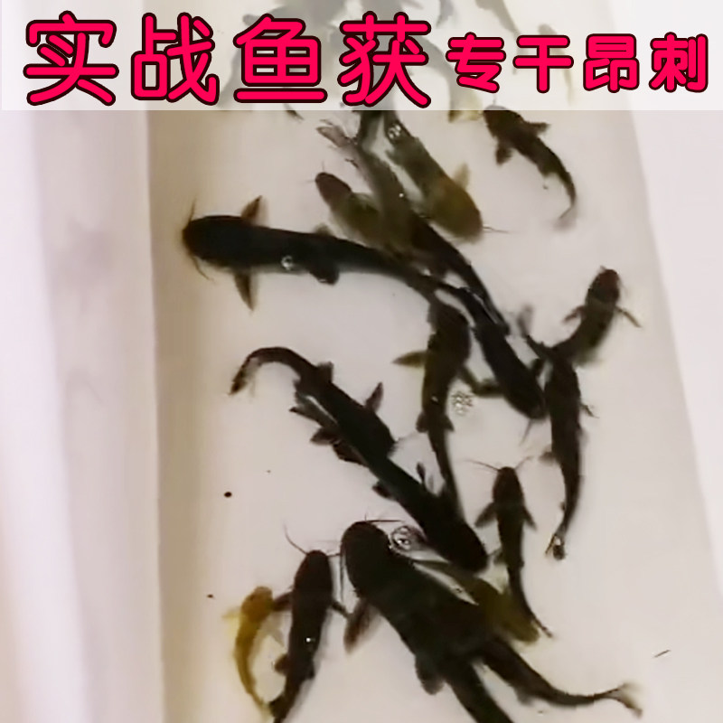 黄辣丁饵料窝料小药黄颡鱼黄鸭叫台钓饵