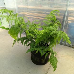 镜针毛蕨东方荚果蕨大型蕨类室内阳台庭院造景绿植