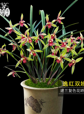 刘阁兰苗传统建兰名品复色逸红娇夏带苞出售养易活新手