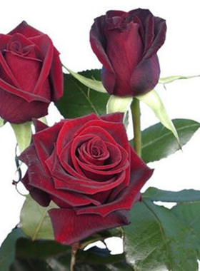 黑巴克玫瑰月季花大苗丝绒质感强暗红色四季开阳台庭院花卉绿植物