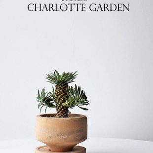 夏洛特花园 铁甲麒麟 多肉植物 喜阳耐旱仙人掌桌面绿植 创意礼物