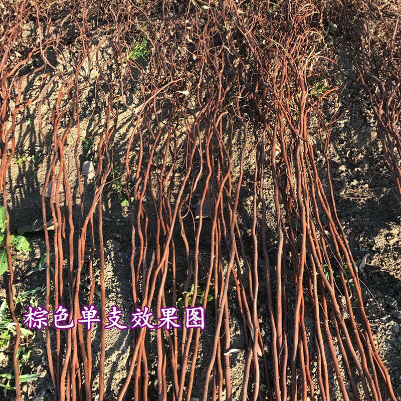 龙柳 龙柳干枝假树枝装饰白色干花龙桑装饰隔断橱窗装饰天然树枝