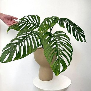 大巨洞龟背芋ME巨洞MA安德森开洞仙洞锦斜叶龟 多孔爬藤植物盆栽