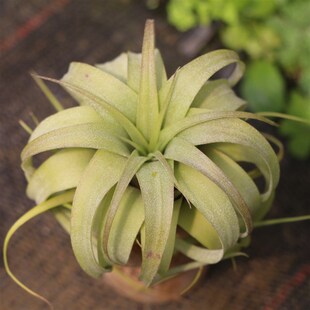 空气凤梨 安娜贝拉 慕提夫拉卷杂 空凤故事自杂品种 室内绿植