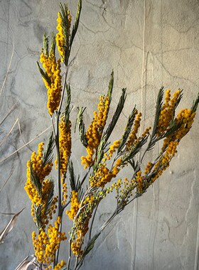 天然金球合欢干花花束植物花艺插花软装橱窗酒店民宿摄影道具diy