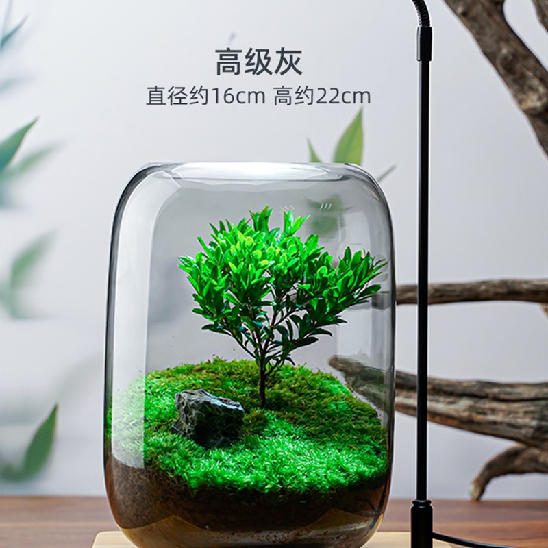 新款办公室桌面生态瓶自循环微景观免打理微生态玻璃微观鱼缸空g