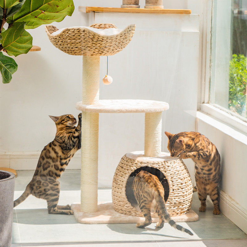 梅子猫&凯瑞天然蒲草编织猫爬架猫窝一体剑麻猫屋猫树猫攀爬跳台