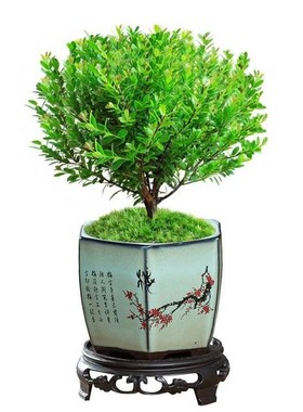 小叶赤楠桩植盆景苗物金丝楠木紫14658檀办公室老内桌面植小绿盆