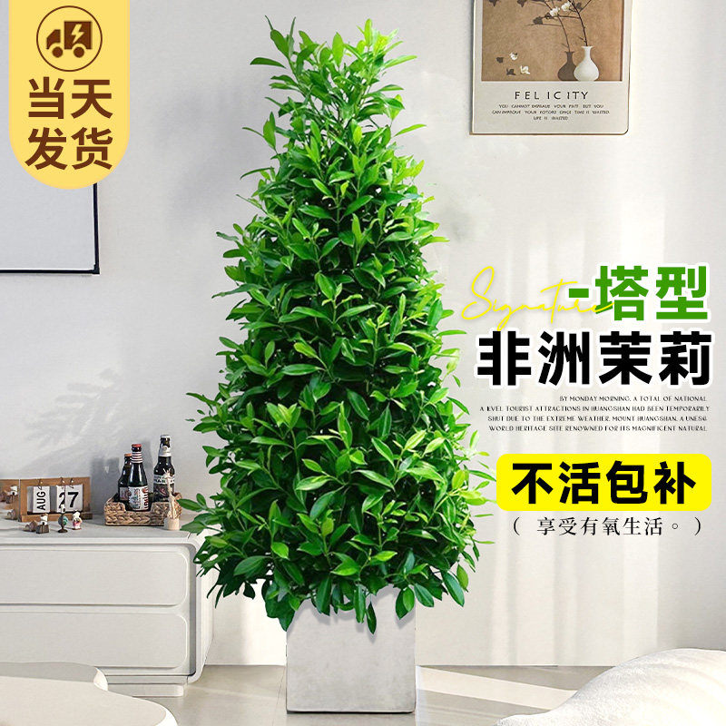 非洲茉莉盆栽老桩绿植室内大型植物客厅落地大号禄植花卉四季好养