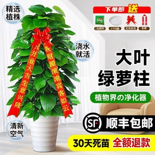 大叶绿萝柱盆栽客厅大型除甲醛绿植室内办公净化空气新房好养绿箩