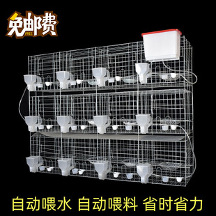 鸽子笼家c用繁殖配对笼养鸽子专用肉鸽养殖笼子专业大型元宝鸽笼