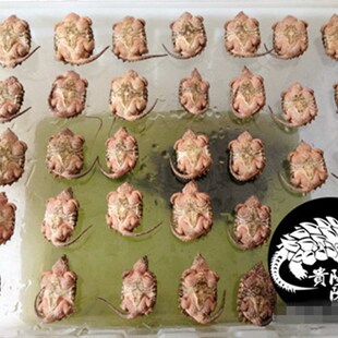 貴陽陳師变异大鳄龟 粉肉鳄龟 大理石变异鳄龟