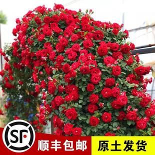 庭院爬藤植物花卉阳台盆栽玫瑰四季 小女孩蔷薇花苗藤本月季 开花
