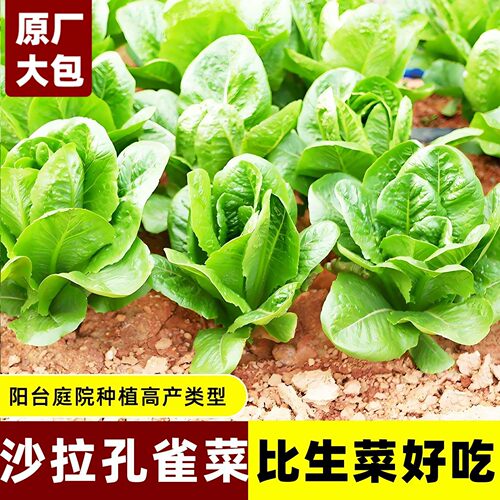 四季播孔雀菜蔬菜种子阳台易种