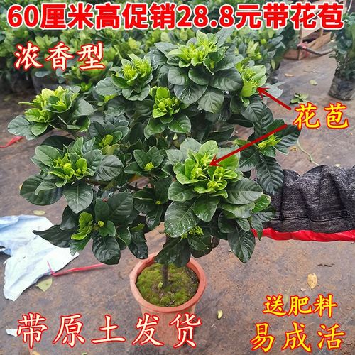 大叶牡丹栀子花带花苞盆栽浓香型花卉四季常青棒棒糖型状庭院树苗