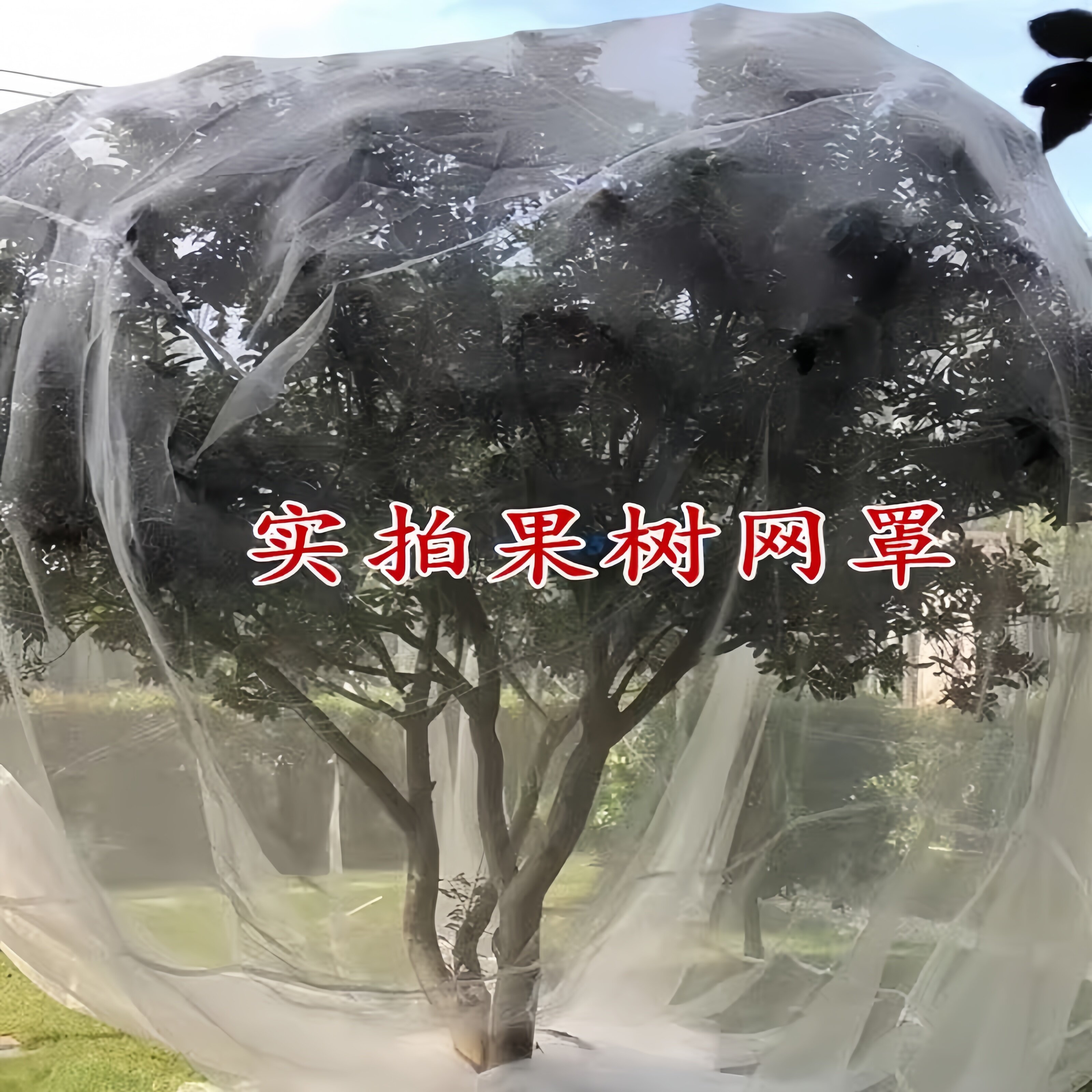果树防虫网罩大鹏蔬菜网多肉樱桃防鸟网猪场防蚊网杨梅樱桃绿植网