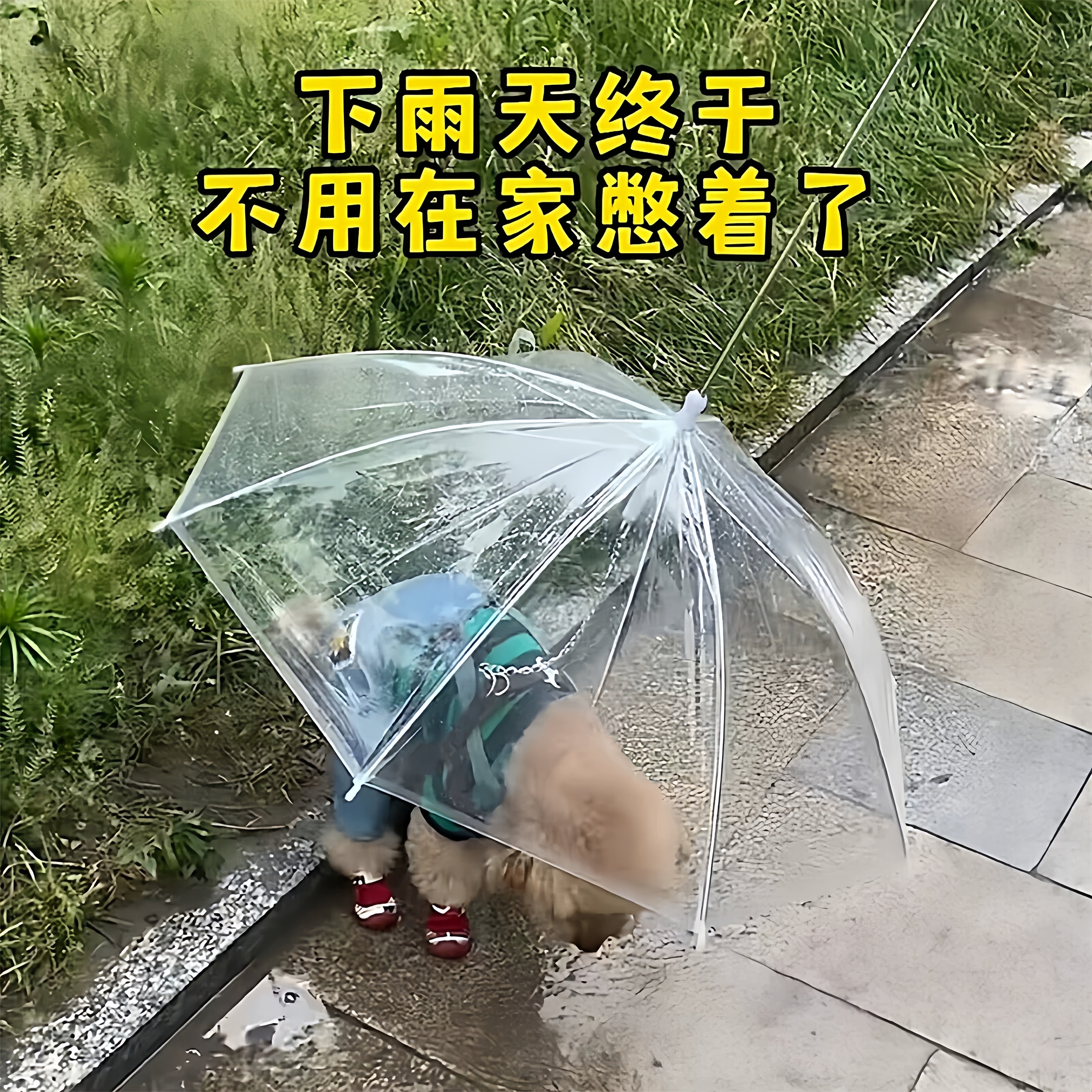 下雨天遛狗神器!宠物雨伞泰迪中小型犬可携式透明防水伞含牵引链