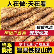 【温鲜垆旗舰店】正宗焦作温县垆土铁棍山药5斤