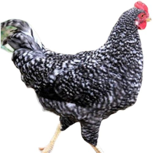 一斤柴鸡小鸡鸡脱温半大鸡苗苗活芦花芦花鸡活体黑白纯种正宗汶上