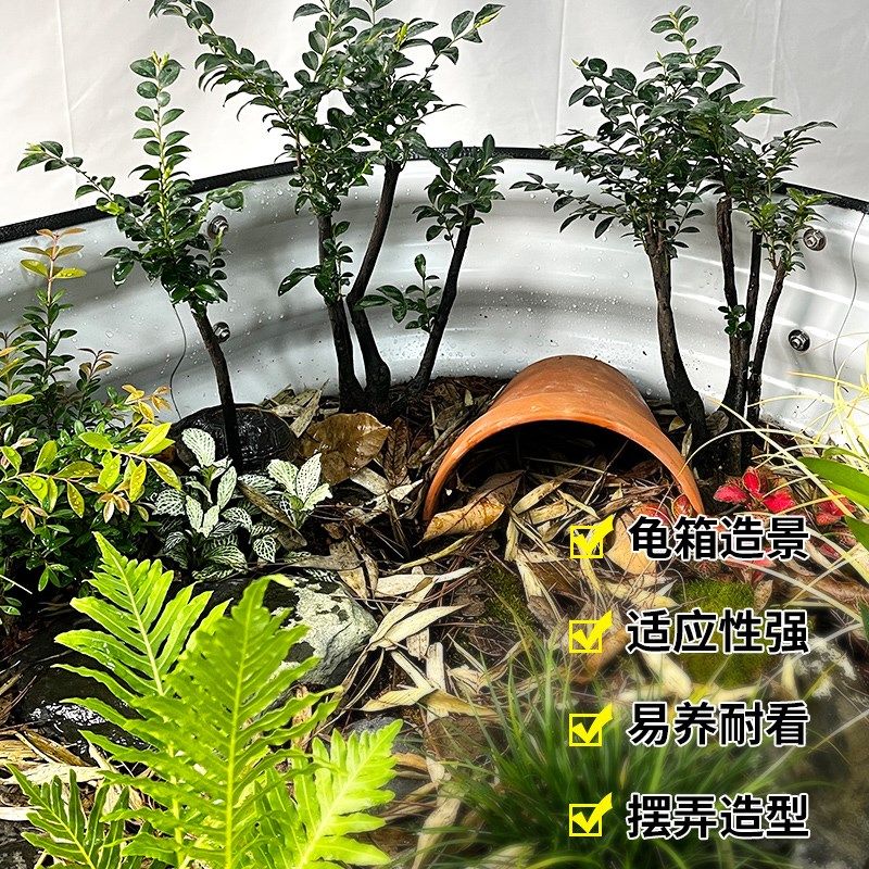 黄缘龟缸造景植物龟箱生态专用绿植半水龟饲养环境种植紫檀罗汉松,宠物/宠物食品及用品,爬宠躲避/造景,淘宝优惠券,粉丝福利购,淘宝优惠卷