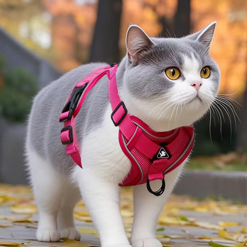 猫咪牵引绳防挣脱胸背带外出专用溜猫绳猫链子可调节网红遛猫神器
