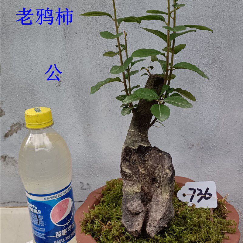 老鸦柿树桩老桩 观果盆景素材室内办公室盆栽绿植生桩 原生母桩2