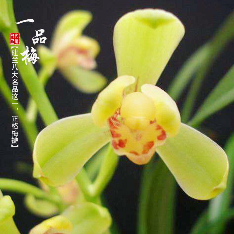 名贵兰花一品梅建兰八大名品x正老种四夏季有花苞浓香室内阳台花
