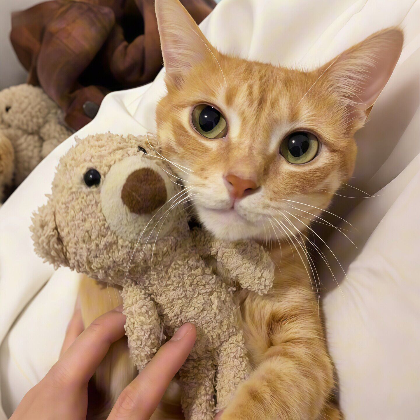 【咪手一个的阿贝贝】小猫啃咬玩具解闷自嗨磨牙小狗睡觉玩偶卷毛