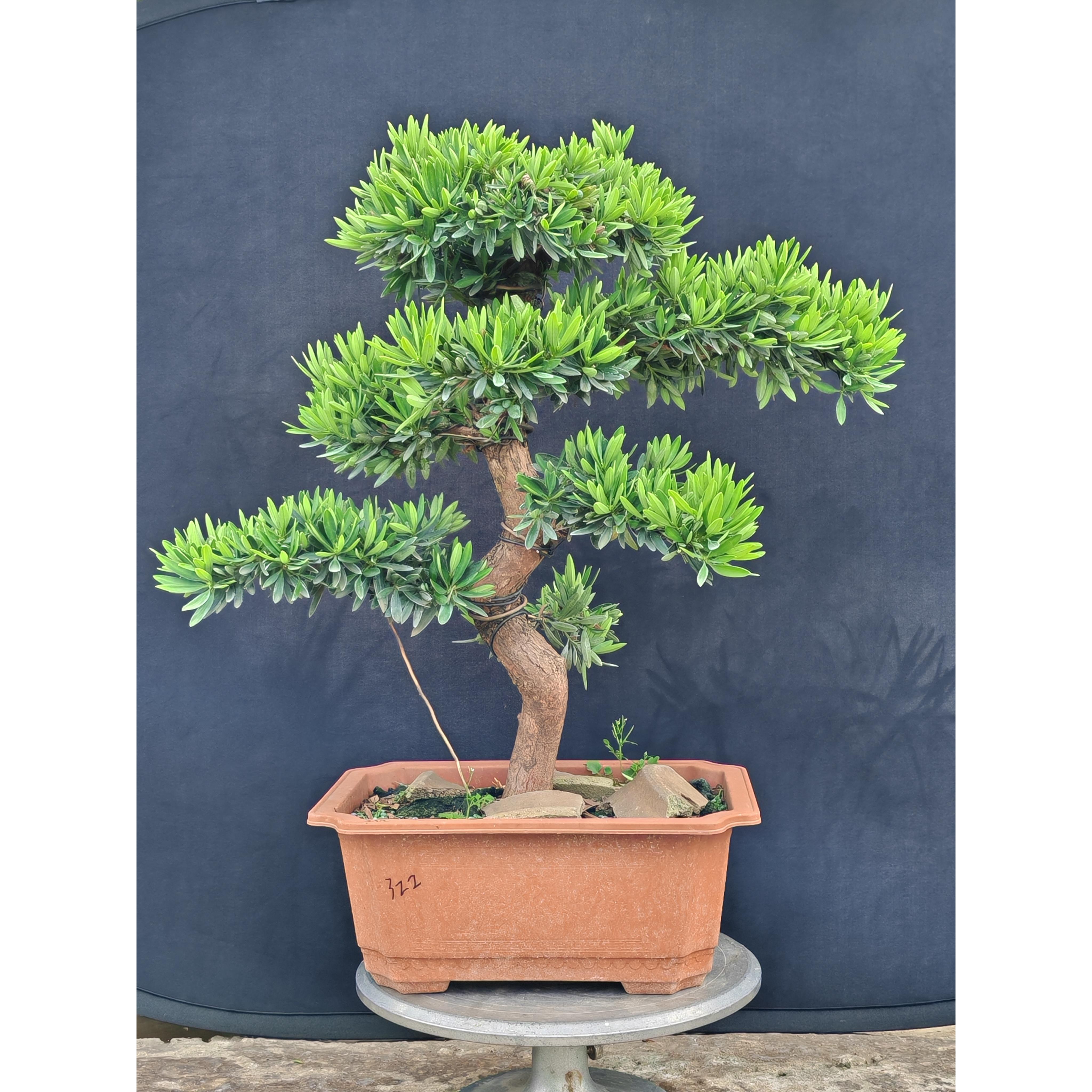 罗汉松盆景菊花心金钻黑珍珠造型老桩花卉高档盆栽庭院客厅办公区