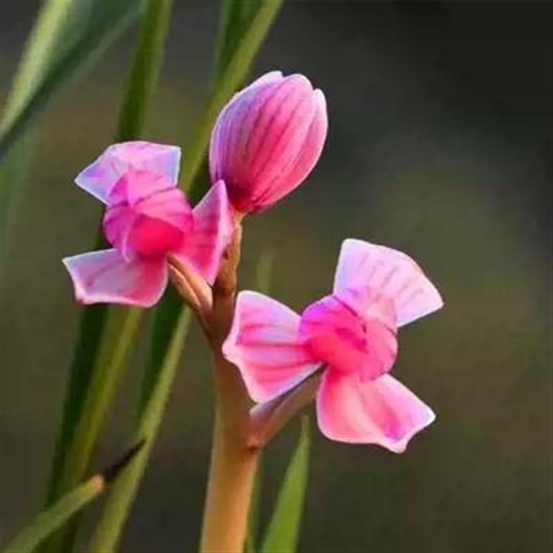 贵州深山兰花当年开花兰花苗莲瓣兰红芯荷阳台花卉兰花盆栽自然