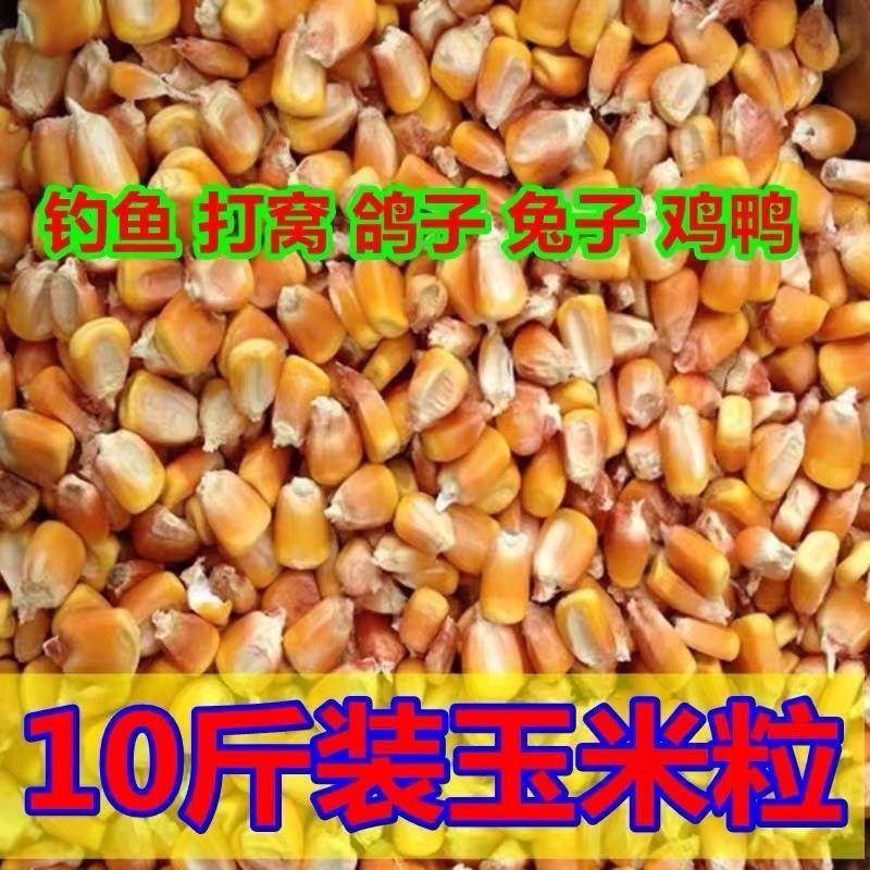 24年新东北大玉米粒10斤喂鸡鸭鸽子粮钓鱼酿酒新粮干玉米粒鸽子粮