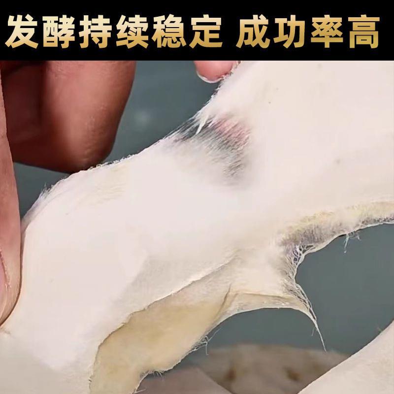 霉豆腐菌粉毛豆腐曲粉菌家用霉豆腐发酵菌豆腐的发酵粉豆腐乳曲粉
