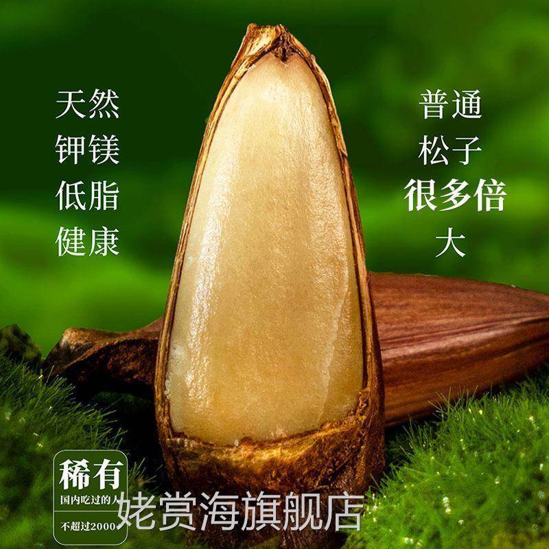 云南巴拉那松子打松球拇指大的松子开口礼盒装巴西松子巴松王松子