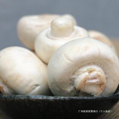 口蘑菇现摘现发新鲜白蘑菇双孢菇新鲜口蘑时令蔬菜食用菌菇顺丰
