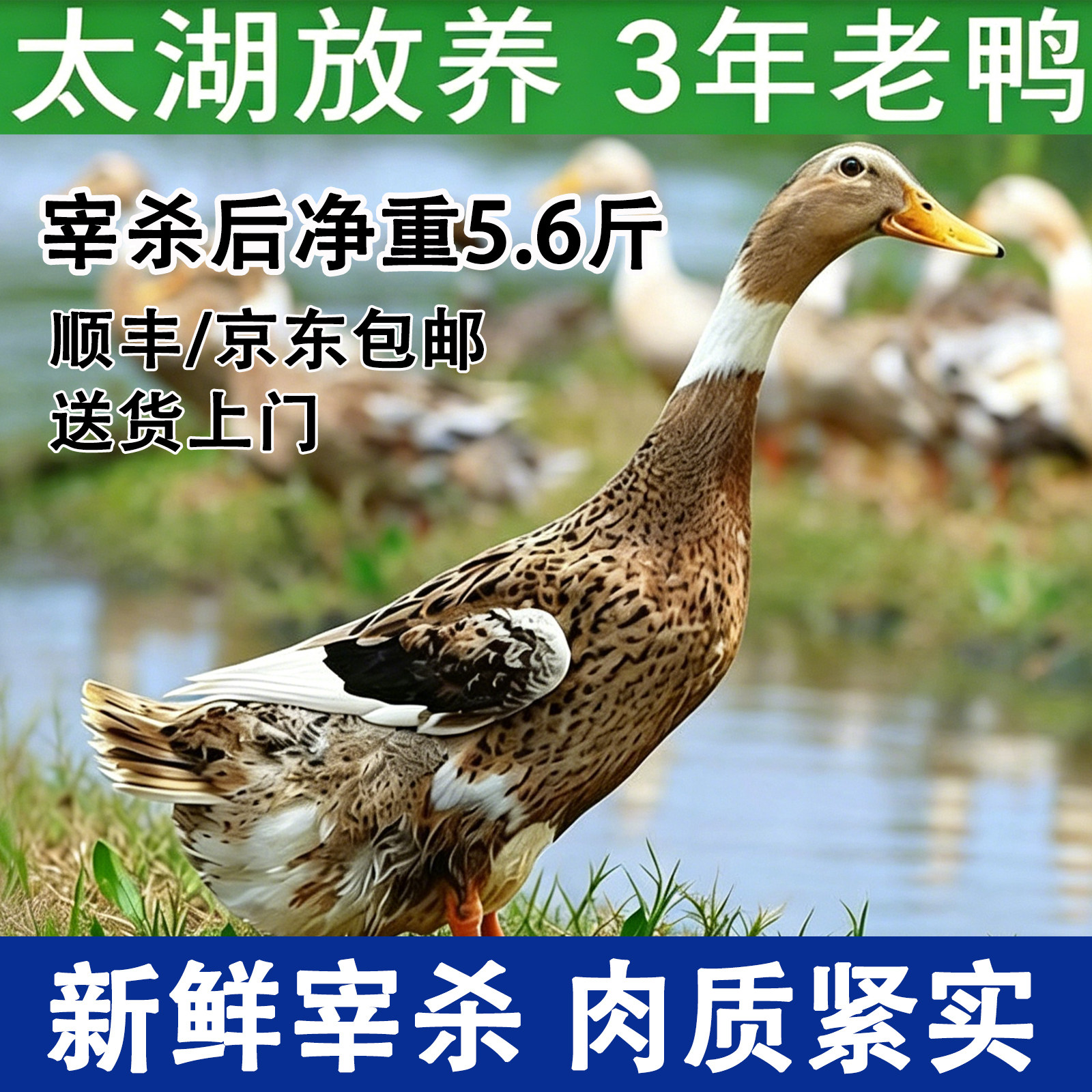 正宗散养老鸭子三年老鸭整鸭新鲜鸭肉/鸭肉制品