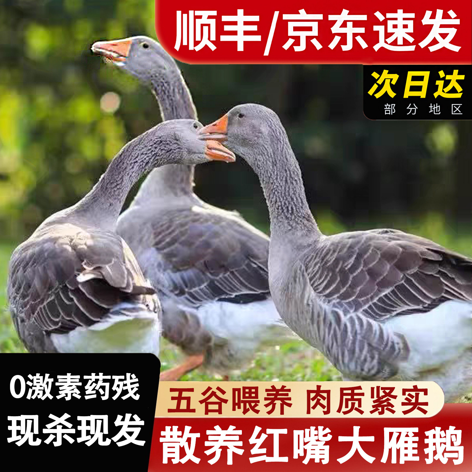 正宗红嘴雁鹅新鲜现杀农家散养大雁整只鹅肉冷冻生鲜包邮送货上门图片