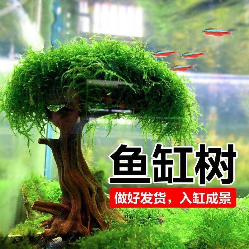 莫斯树鱼缸树真树沉木水草懒人造景无需底沙大蘑菇头鱼缸造景摆件