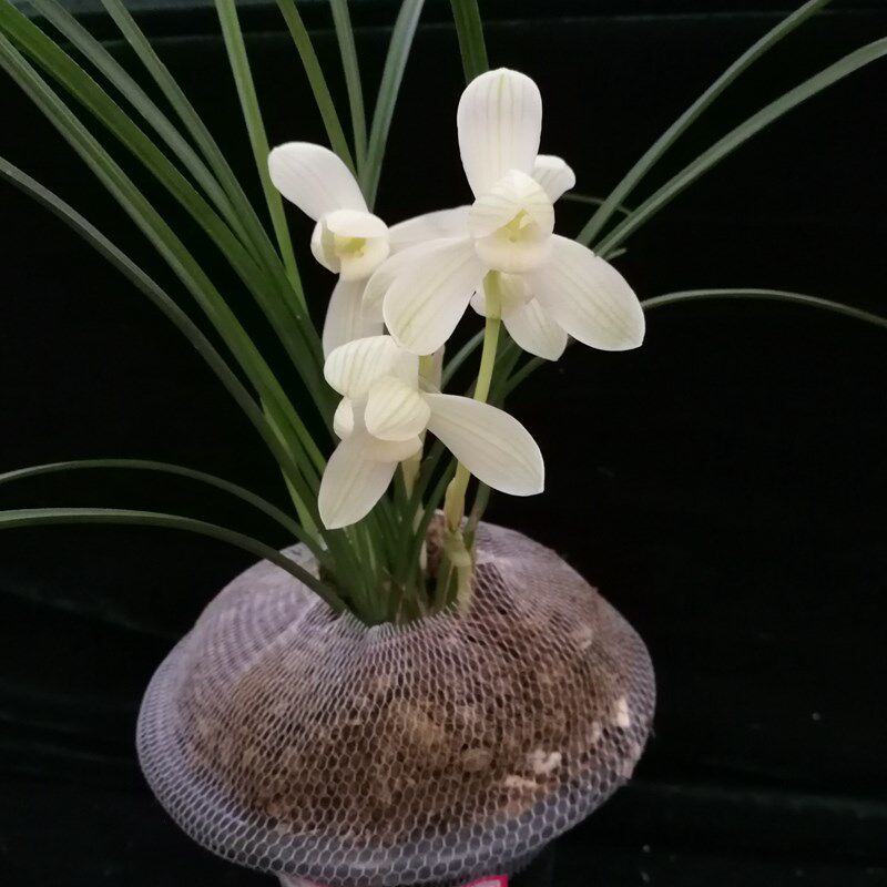 永怀素 兰花云南莲瓣兰名品素花荷瓣 盆Q栽花卉桌面绿植盆景