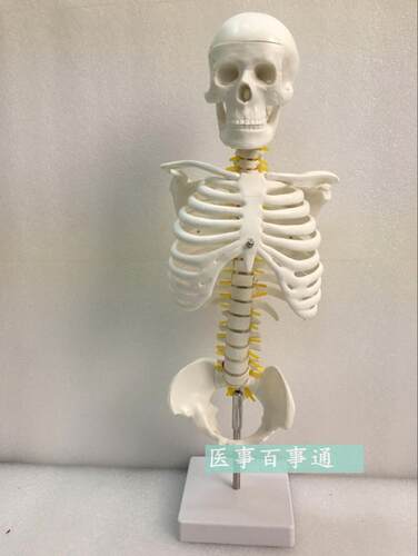 教学仿真脊椎模型45cm脊椎模型带骨盆J和胸骨人体骨骼模型挂式脊
