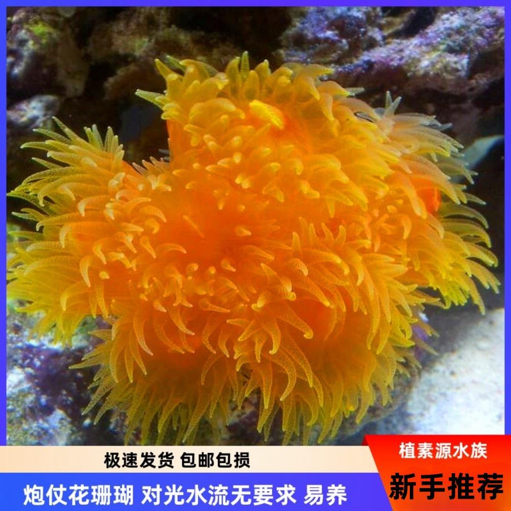 炮仗花珊瑚树太阳花海水