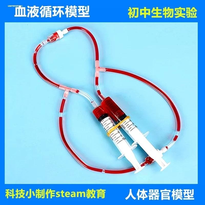 儿童认识人体器官血液循环模型初中小学生生物知识医学小实验器材