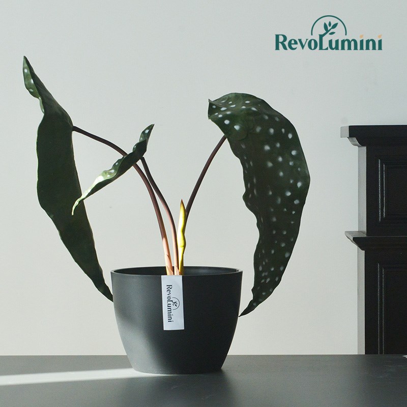 塑料简约黑胶花盆透气环保桌面摆件盆栽块根植物热植龙舌兰秋海棠