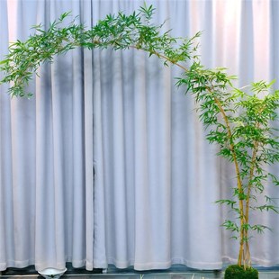 大型高杆飘枝红观音竹四季好养庭院室内茶室桌面水培造景绿植盆栽