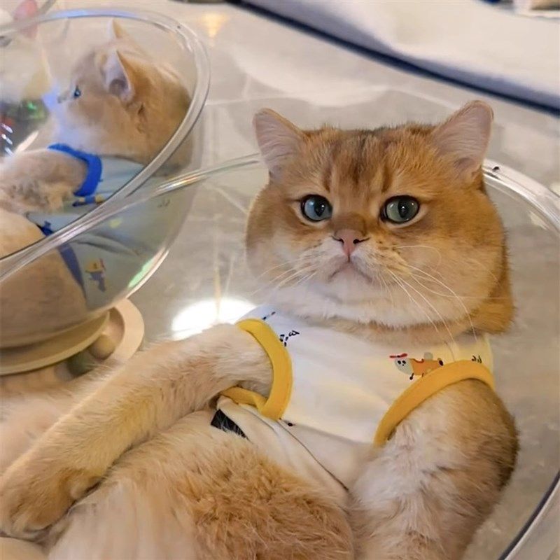 太空舱猫窝透明全景四季通用逗猫亚克力实木转盘猫咪玩具睡觉猫床,宠物/宠物食品及用品,猫窝/屋/帐篷/沙发,淘宝优惠券,粉丝福利购,淘宝优惠卷