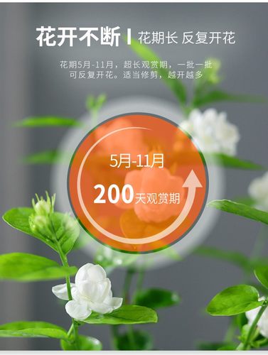 茉莉花庭院阳台室内外绿植盆栽花卉防蚊趣味芳香植物好养木本花卉