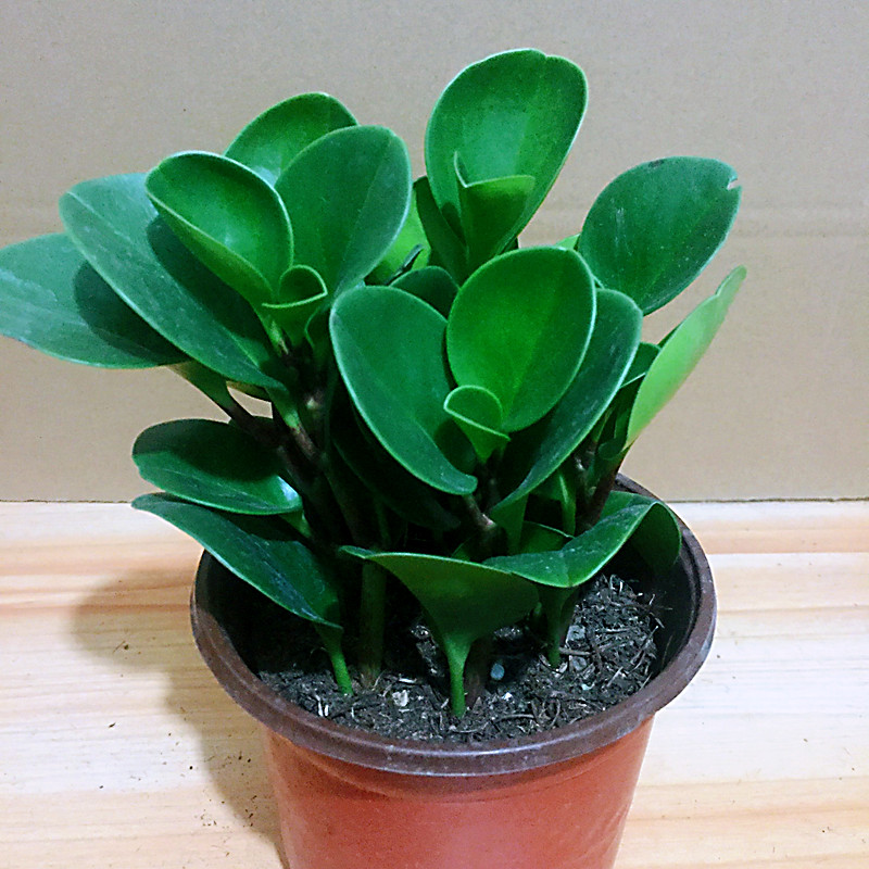 豆瓣绿青叶碧玉四季常青室内办公室盆栽水培绿萝花卉绿植吸烟鬼