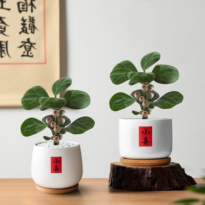 小盼菩提绿植盆栽带果子盆景菩提树植物办公室中式禅意桌面好养活